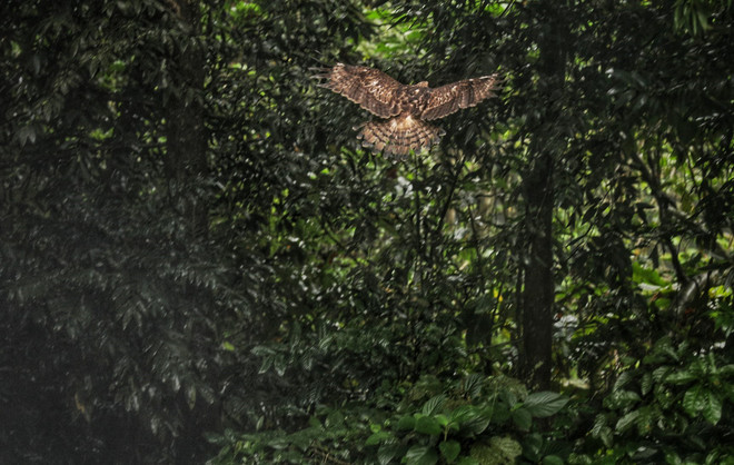 Solutions pour la lutte contre la possession d'animaux sauvages comme animaux de compagnie ảnh 1