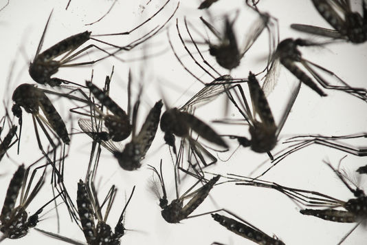 Zika : une bébé aurait été atteinte de microcéphalie Vietnam ảnh 1 Zika : une bébé aurait été atteinte de microcéphalie Vietnam ảnh 1