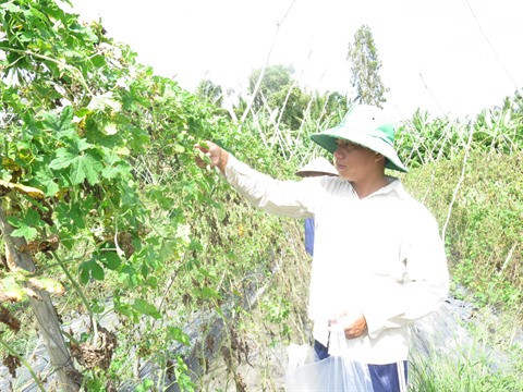 Agriculture bio, avantages et défis pour le delta du Mékong ảnh 2 Agriculture bio, avantages et défis pour le delta du Mékong ảnh 2