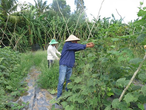 Agriculture bio, avantages et défis pour le delta du Mékong ảnh 1