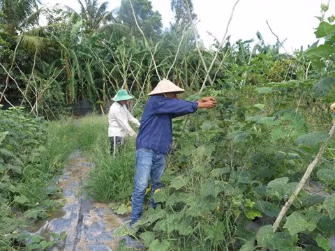 Agriculture bio, avantages et défis pour le delta du Mékong ảnh 1