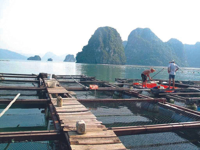 Quang Ninh vise une aquaculture marine de qualité ảnh 1