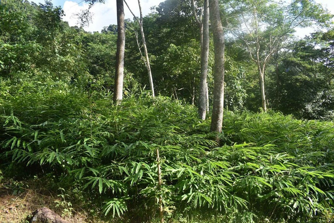 Trouver une nouvelle direction pour les plantes médicinales ảnh 1 Trouver une nouvelle direction pour les plantes médicinales ảnh 1