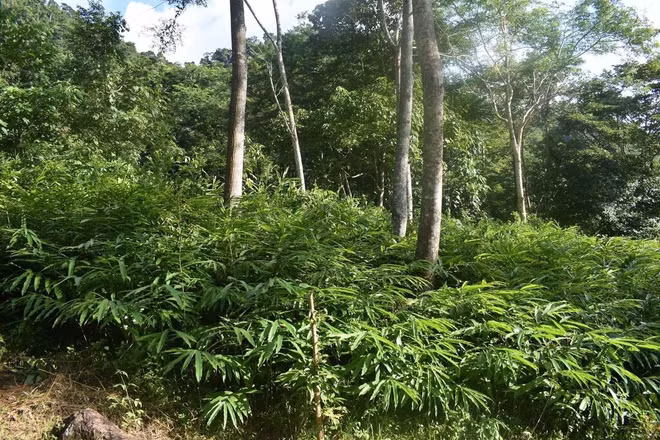 Trouver une nouvelle direction pour les plantes médicinales ảnh 1