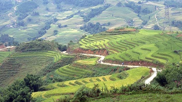 Les rizières en terrasse du Vietnam : l’un des paysages les plus surréalistes sur Terre ảnh 1