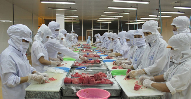 Les Américains friands de thon vietnamien ảnh 1 Les Américains friands de thon vietnamien ảnh 1