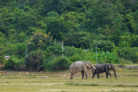 L’éléphanteau le plus attendu du Tây Nguyên ảnh 1