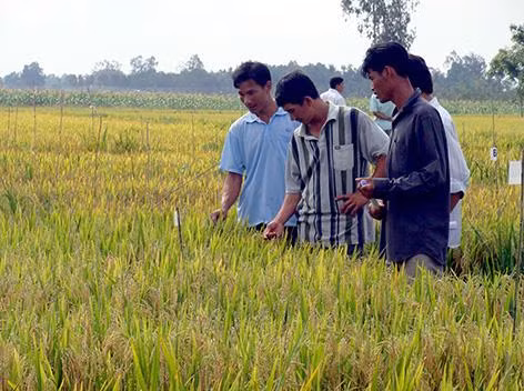 La R​épublique de Corée élargit l'expérimentation des techniques de culture bio à Hau Giang ảnh 1
