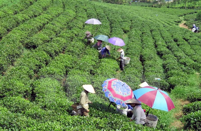 Le thé de Thai Nguyen se distingue à un concours aux Etats-Unis ảnh 1 Le thé de Thai Nguyen se distingue à un concours aux Etats-Unis ảnh 1