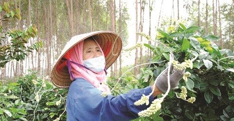 Le “sâm nam”, précieux ginseng au pied du mont Dành ảnh 2 Le “sâm nam”, précieux ginseng au pied du mont Dành ảnh 2