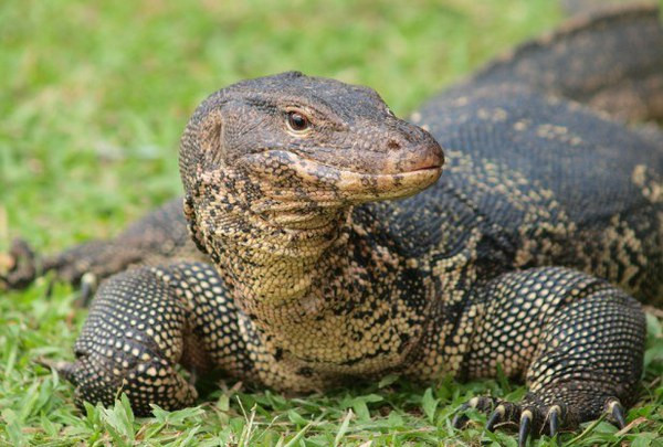 Animaux sauvages : amendes de plus d’un milliard de dongs pour deux affaires à Dak Nong ảnh 1 Animaux sauvages : amendes de plus d’un milliard de dongs pour deux affaires à Dak Nong ảnh 1