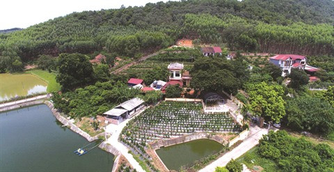 Le “sâm nam”, précieux ginseng au pied du mont Dành ảnh 1 Le “sâm nam”, précieux ginseng au pied du mont Dành ảnh 1