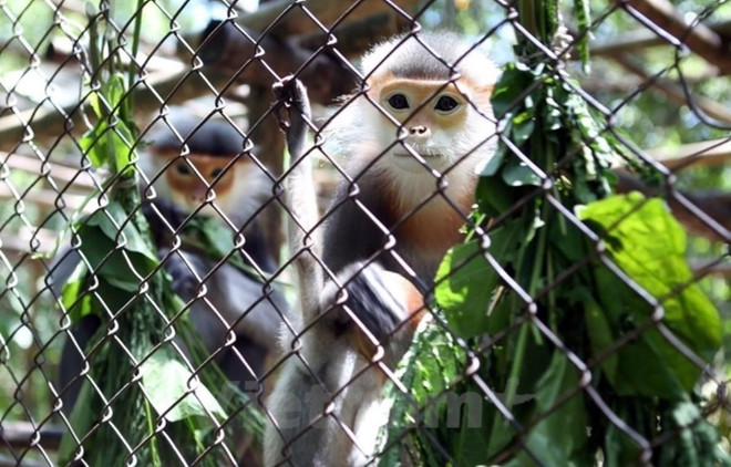 La conservation de la biodiversité nécessite la participation de toute la société ảnh 1 La conservation de la biodiversité nécessite la participation de toute la société ảnh 1