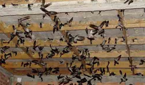 Application de technologies pour un développement durable de l'élevage de salanganes ảnh 1 Application de technologies pour un développement durable de l'élevage de salanganes ảnh 1