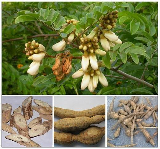 Lao Cai cherche à développer le tourisme à partir de plantes médicinales ảnh 2 Lao Cai cherche à développer le tourisme à partir de plantes médicinales ảnh 2