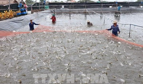 Kien Giang : codes d'identification pour les établissements d'élevage de crevettes des eaux saumâtre ảnh 1 Kien Giang : codes d'identification pour les établissements d'élevage de crevettes des eaux saumâtre ảnh 1