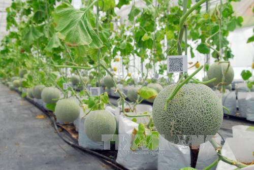 Le Vietnam cherche à renforcer l'application de la biotechnologie à l'agriculture ảnh 1 Le Vietnam cherche à renforcer l'application de la biotechnologie à l'agriculture ảnh 1