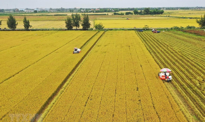 Réduction des émissions de gaz dans la riziculture dans le delta du Mékong ảnh 1 Réduction des émissions de gaz dans la riziculture dans le delta du Mékong ảnh 1