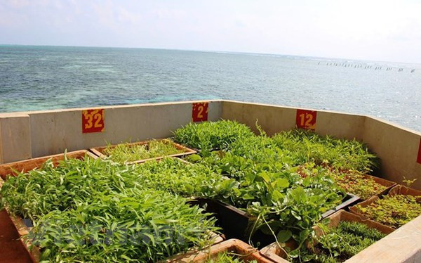 Des potagers verts à Truong Sa malgré les difficultés ảnh 2 Des potagers verts à Truong Sa malgré les difficultés ảnh 2