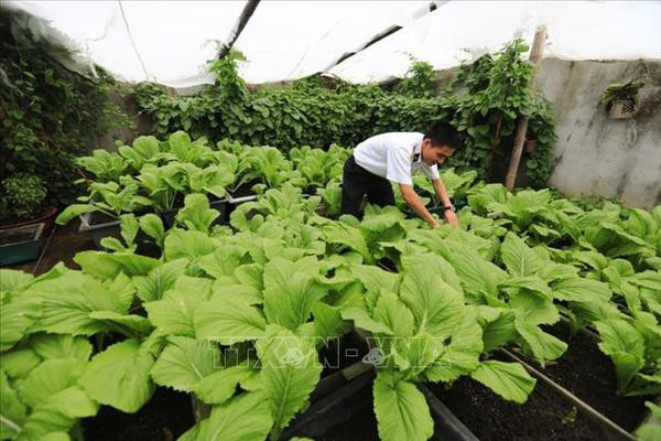 Des potagers verts à Truong Sa malgré les difficultés ảnh 3 Des potagers verts à Truong Sa malgré les difficultés ảnh 3