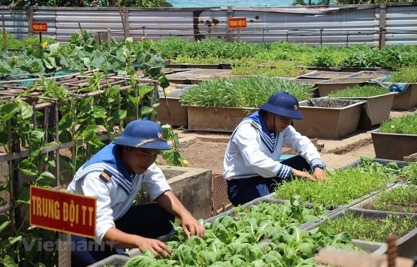 Des potagers verts à Truong Sa malgré les difficultés ảnh 1 Des potagers verts à Truong Sa malgré les difficultés ảnh 1