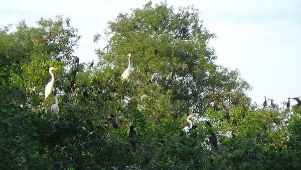L’écotourisme au profit de la conservation des parcs des oiseaux à Ca Mau ảnh 1 L’écotourisme au profit de la conservation des parcs des oiseaux à Ca Mau ảnh 1
