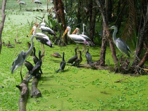 L’écotourisme au profit de la conservation des parcs des oiseaux à Ca Mau ảnh 2 L’écotourisme au profit de la conservation des parcs des oiseaux à Ca Mau ảnh 2