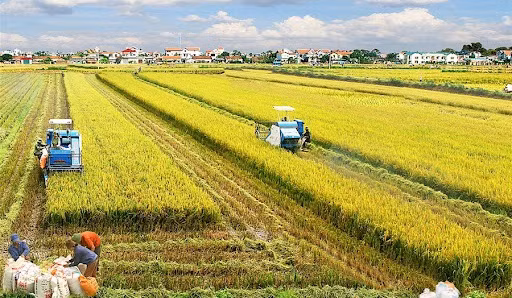 Agriculture : élaboration d’une stratégie de développement durable ảnh 1 Agriculture : élaboration d’une stratégie de développement durable ảnh 1