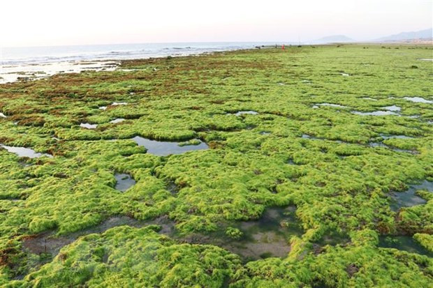 Ninh Thuan se concentre sur la conservation et le développement durable de la biodiversité marine ảnh 2 Ninh Thuan se concentre sur la conservation et le développement durable de la biodiversité marine ảnh 2