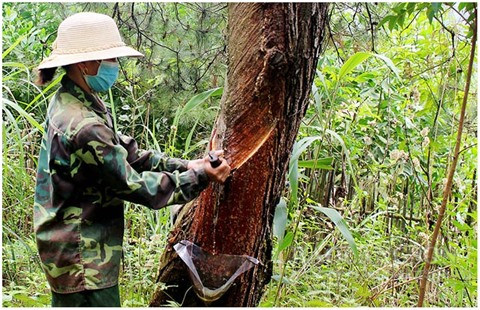 Lang Son renforce sa politique de reboisement et de développement de la sylviculture ảnh 2 Lang Son renforce sa politique de reboisement et de développement de la sylviculture ảnh 2