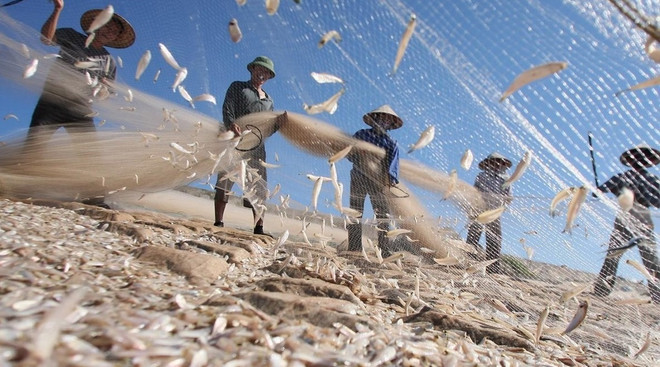 Renforcer les arguments scientifiques pour le développement durable de l'économie maritime ảnh 1 Renforcer les arguments scientifiques pour le développement durable de l'économie maritime ảnh 1