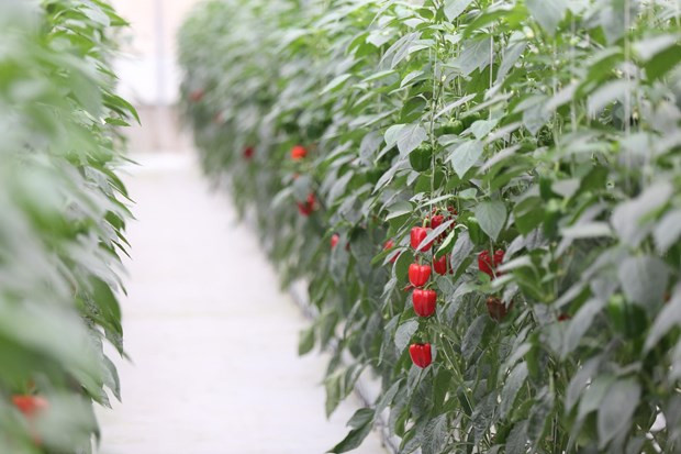 Le Vietnam pourrait devenir un pionnier dans la croissance verte ảnh 1 Le Vietnam pourrait devenir un pionnier dans la croissance verte ảnh 1