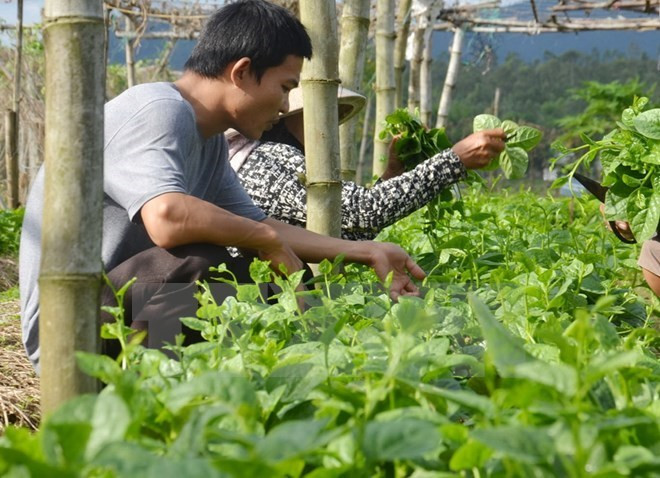 Agriculture : Dien Bien renforce la coopération avec des localités laotiennes ảnh 1