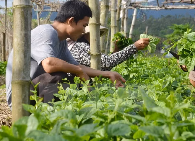 Agriculture : Dien Bien renforce la coopération avec des localités laotiennes ảnh 1