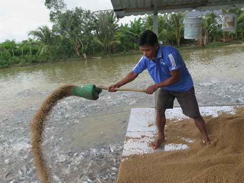 Les exportations de pangasius estimées à 1,7 milliard de dollars cette année ảnh 1