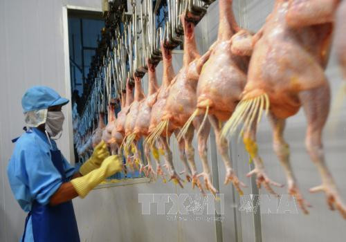 Le Vietnam projette d’exporter la viande de poulet en Union européenne ảnh 1 Le Vietnam projette d’exporter la viande de poulet en Union européenne ảnh 1