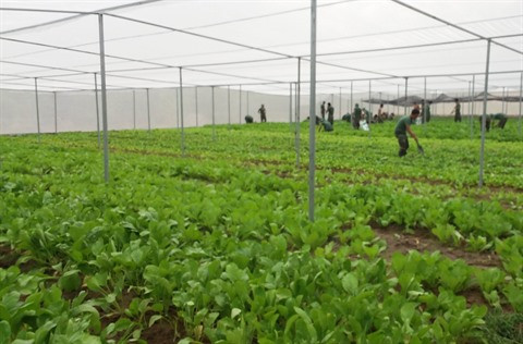 La production de semences, une priorité pour la mégalopole du Sud ảnh 2 La production de semences, une priorité pour la mégalopole du Sud ảnh 2