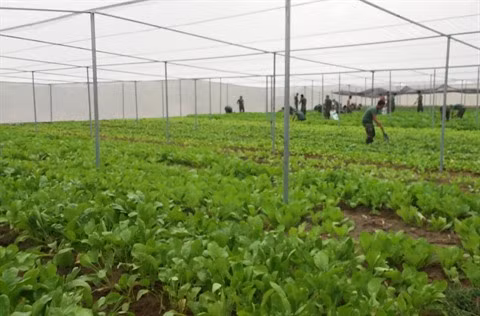 La production de semences, une priorité pour la mégalopole du Sud ảnh 2