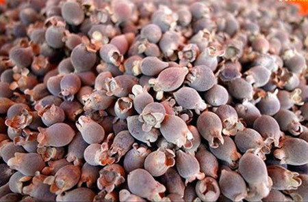 Phu Quôc : ses plages, son «nuoc mam», son poivre et ses myrtes ảnh 3 Phu Quôc : ses plages, son «nuoc mam», son poivre et ses myrtes ảnh 3