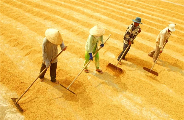 Le Vietnam exporte 2,65 millions de tonnes de riz au 1er semestre de 2016 ảnh 1 Le Vietnam exporte 2,65 millions de tonnes de riz au 1er semestre de 2016 ảnh 1