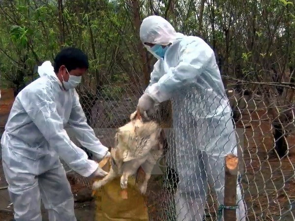 Le Vietnam disposé à endiguer le virus A(H7N9) ảnh 1 Le Vietnam disposé à endiguer le virus A(H7N9) ảnh 1