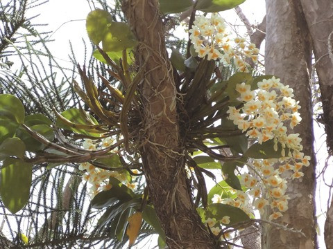 Un royaume des orchidées à découvrir à Buôn Ma Thuôt ảnh 1 Un royaume des orchidées à découvrir à Buôn Ma Thuôt ảnh 1