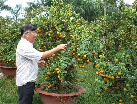 Plus de 10 millions de pots de fleurs d’agrément mis en vente ảnh 1 Plus de 10 millions de pots de fleurs d’agrément mis en vente ảnh 1