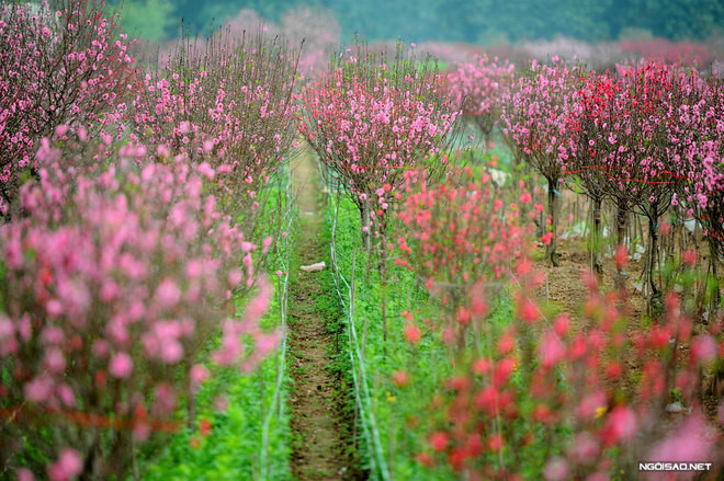 Les Vietnamiens préparent leurs bonsaïs pour la fête du Têt ảnh 3 Les Vietnamiens préparent leurs bonsaïs pour la fête du Têt ảnh 3