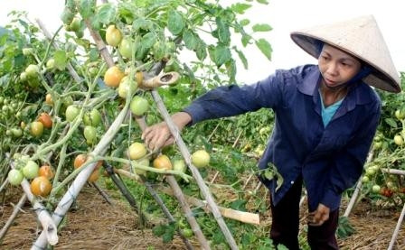 Aide étrangère pour les ethnies minoritaires de Bac Kan ảnh 1