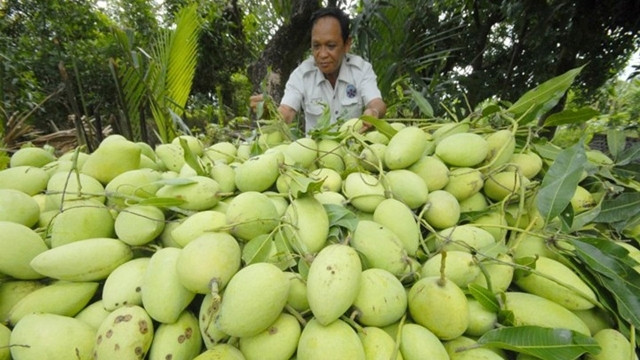 L’Australie s'apprête à ouvrir sa porte aux mangues vietnamiennes ảnh 1 L’Australie s'apprête à ouvrir sa porte aux mangues vietnamiennes ảnh 1