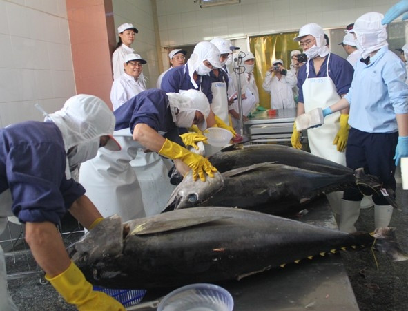 Le Vietnam va mieux gérer la pêche du thon ảnh 1 Le Vietnam va mieux gérer la pêche du thon ảnh 1