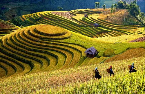 Semaine culturelle et touristique des rizières en terrasses de Mù Cang Chai ảnh 1 Semaine culturelle et touristique des rizières en terrasses de Mù Cang Chai ảnh 1
