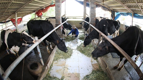 Moins d'un milliard de dollars d’importation de lait en 2015 ảnh 1 Moins d'un milliard de dollars d’importation de lait en 2015 ảnh 1