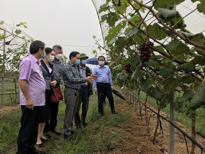Le Fonds de soutien aux agriculteurs de Bac Ninh, - le "levier" pour améliorer leur vie ảnh 1 Le Fonds de soutien aux agriculteurs de Bac Ninh, - le "levier" pour améliorer leur vie ảnh 1
